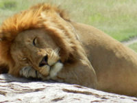 Alpha Lion sunbathing on a rock in the Serengeti, Tanzania (2018)